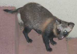 �Z�b�R�쐶�̃^�k�L